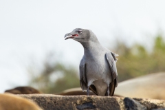 Lava Gull (Larus fuliginosus)