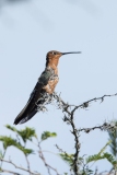 Giant Hummingbird (Patagona gigas)