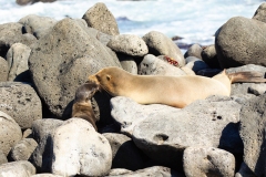 Galapagos Sea Lion  (Zalophus californianus) seal mother and pup.   Pup is stuck in lava rocks