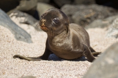 Galapagos Sea Lion (Zalophus wollebaeki) pup