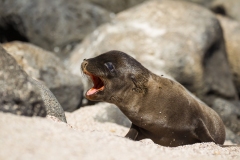 Galapagos Sea Lion (Zalophus wollebaeki) pup calling for its mother