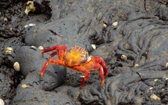 Sally Lightfoot (Grapsus grapsus) crab also know as, "red rock crab", "abuete negro" on lava rock