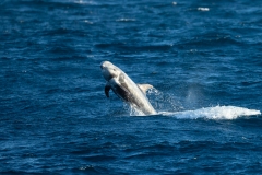 Risso's Dolphin (Grampus griseus) leaping from the water