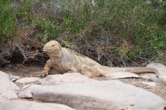 Galapagos land iguana (Conolophus subcristatus)