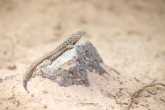 Galapagos Lava Lizard (Microlophus albermarlensis)