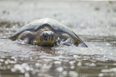 Green (Black) Pacific Turtle (Chelonia mydas)