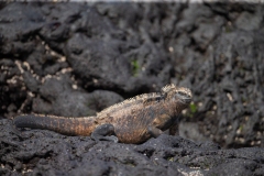 Marine Iguana (Amblyrhynchus cristatus)