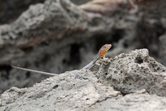 Galapagos Lava Lizard (Microlophus albermarlensis)