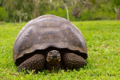 Galapagos Giant Tortoise  (Chelonoidis nigra porteri)