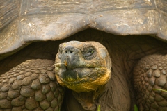 Galapagos Giant Tortoise  (Chelonoidis nigra porteri)