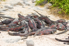 Marine Iguana (Amblyrhynchus cristatus venustissimus)