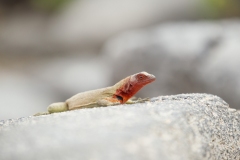 Espanola Lava Lizard (Microlophus delanonis)