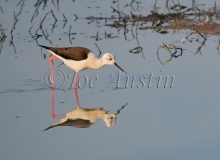 Black-Winged Stilt (Himantopus himantopus)