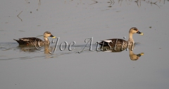 Indian Spot-Billed Duck (Anas poecilorhyncha)
