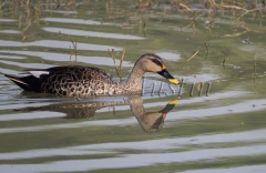 Indian Spot-Billed Duck (Anas poecilorhyncha)