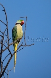 Alexandrine Parakeet (Psittacula eupatria)