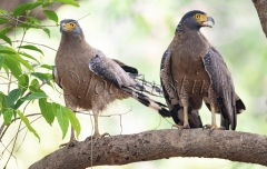 Crested Serpent Eagle (Spilornis cheela)