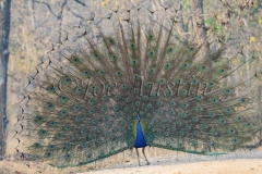 Indian Peafowl (Pavo cristatus) also known as common peafowl or blue peafowl