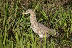Indian Pond Heron (Ardeola grayii)