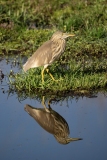 Indian Pond Heron (Ardeola grayii)