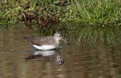 Green Sandpiper (Tringa ochropus)