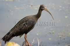 Red-Naped Ibis (Pseudibis papillosa), aka "Indian Black Ibis