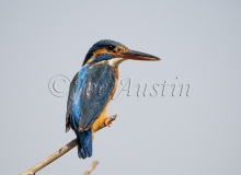 Common Kingfisher (Alcedo atthis)