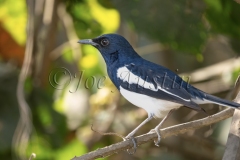 Oriental Magpie Robin (Copsychus saularis)