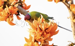Plum-Headed Parakeet (Psittacula cyanocephala)