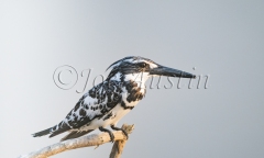 Pied Kingfisher (Ceyrle rudis)