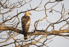 Changeable Hawk-Eagle (Spizaetus cirrhatus)