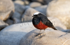 White-capped Redstart (Chaimarrornis leucocephalus)