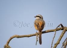 Long-Tailed Shrike (Lanius schach) juvenile