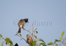 Red-vented Bulbul (Pycnonotus cafer)
