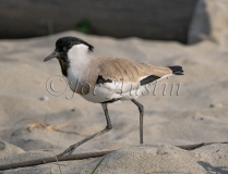 River Lapwing (Vanellus duvaucelii)