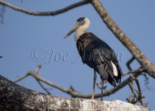 Wooly-necked Stork (Ciconia episcopus)