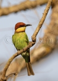 Chestnut-headed Bee-eater (Merops leschenaulti)