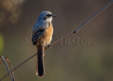 Long-Tailed Shrike (Lanius schach) juvenile