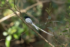 Blyth's Paradise Flycatcher (Terpsiphone affinis) white morph