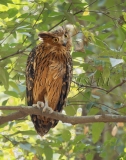 Brown Fish-Owl (Ketupa zeylonensis)