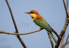 Chestnut-headed Bee-eater (Merops leschenaulti)
