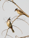 Red-whiskered Bulbul (Pycnonoyus jocosus)