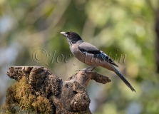 Black-headed Jay (Garrulus lanceolatus)