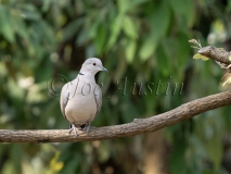 Eurasian Collared-Dove (Streptopelia decaocto)