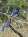 Red-billed Blue Magpie (Urocissa erythroryncha)