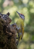 Gray-headed Woodpecker (Picus canus)