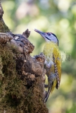 Gray-headed Woodpecker (Picus canus)