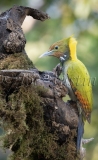 Greater Yellownape (Chrysophlegma flavinucha)