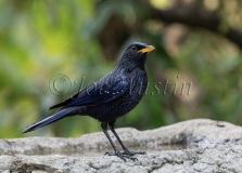 Blue Whistling Thrush (Myophonus caeruleus)