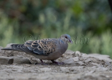 Eurasian turtle dove (Streptopelia turtur)